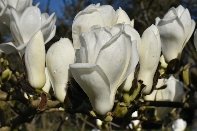 Magnolia Denudata
