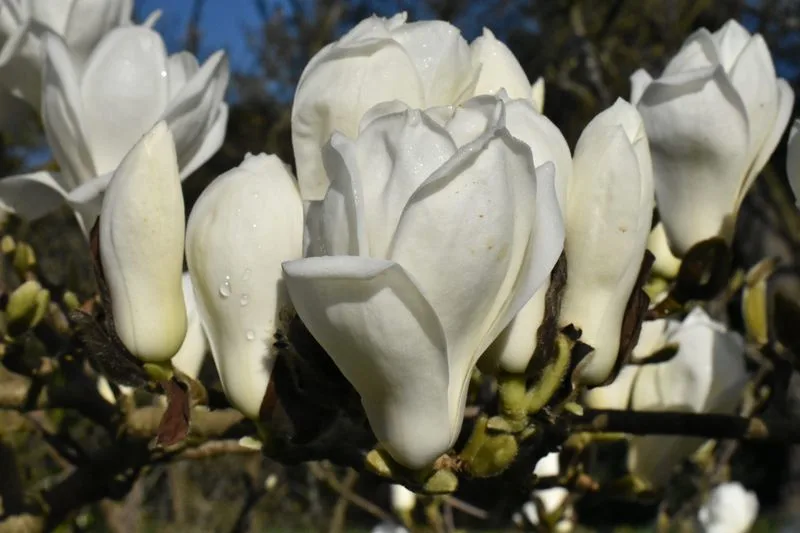 Magnolia Denudata