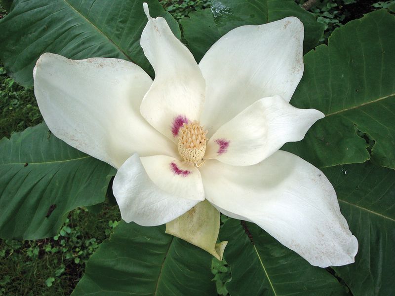 Magnolia Macrophylla