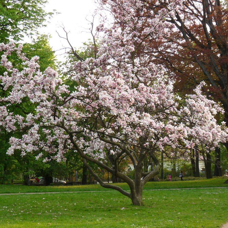 Magnolia Soulangeana