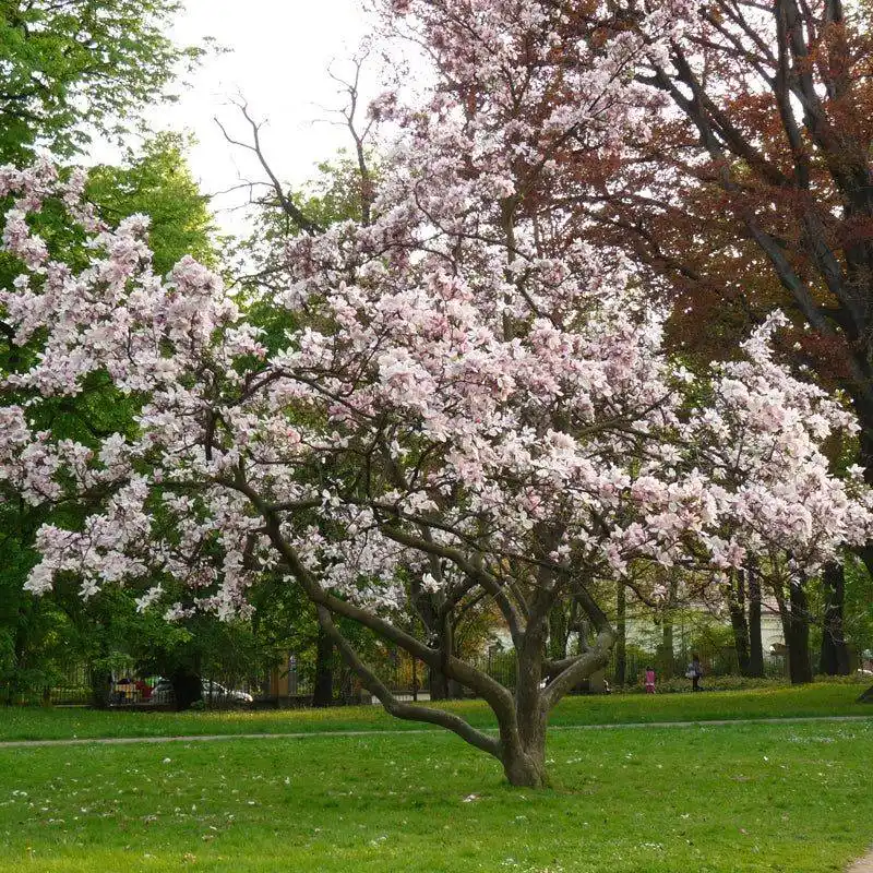 Magnolia Soulangeana