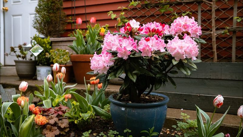 Rhododendron