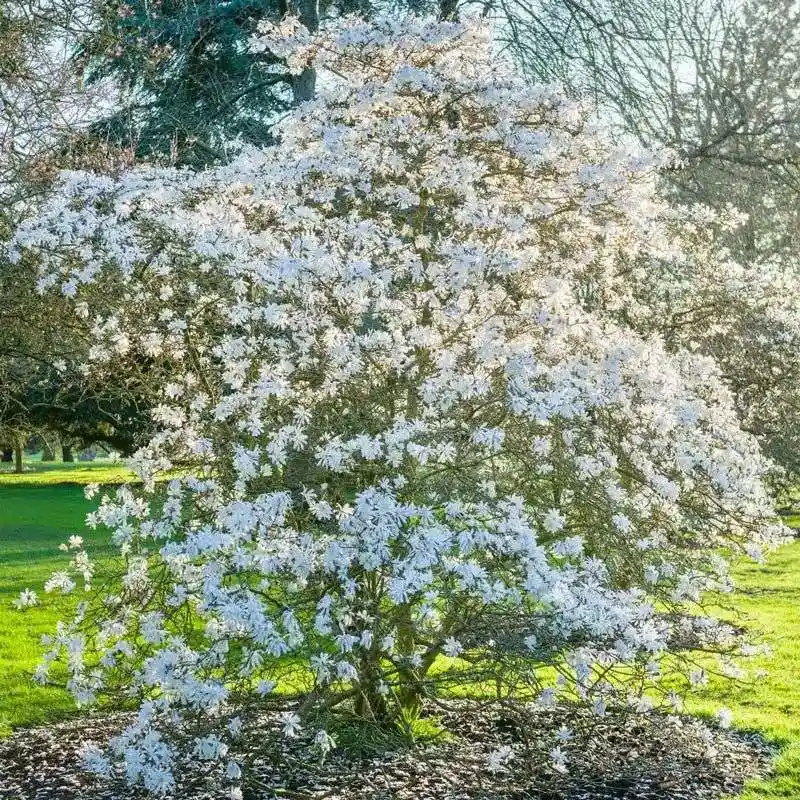 Magnolias