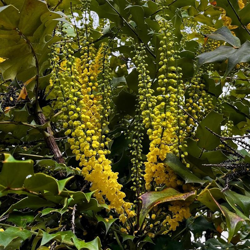 Mahonia