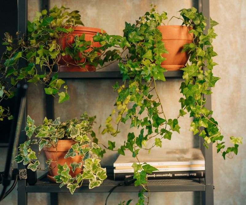 English Ivy