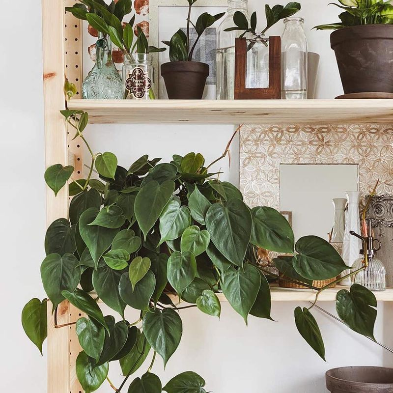 Philodendron