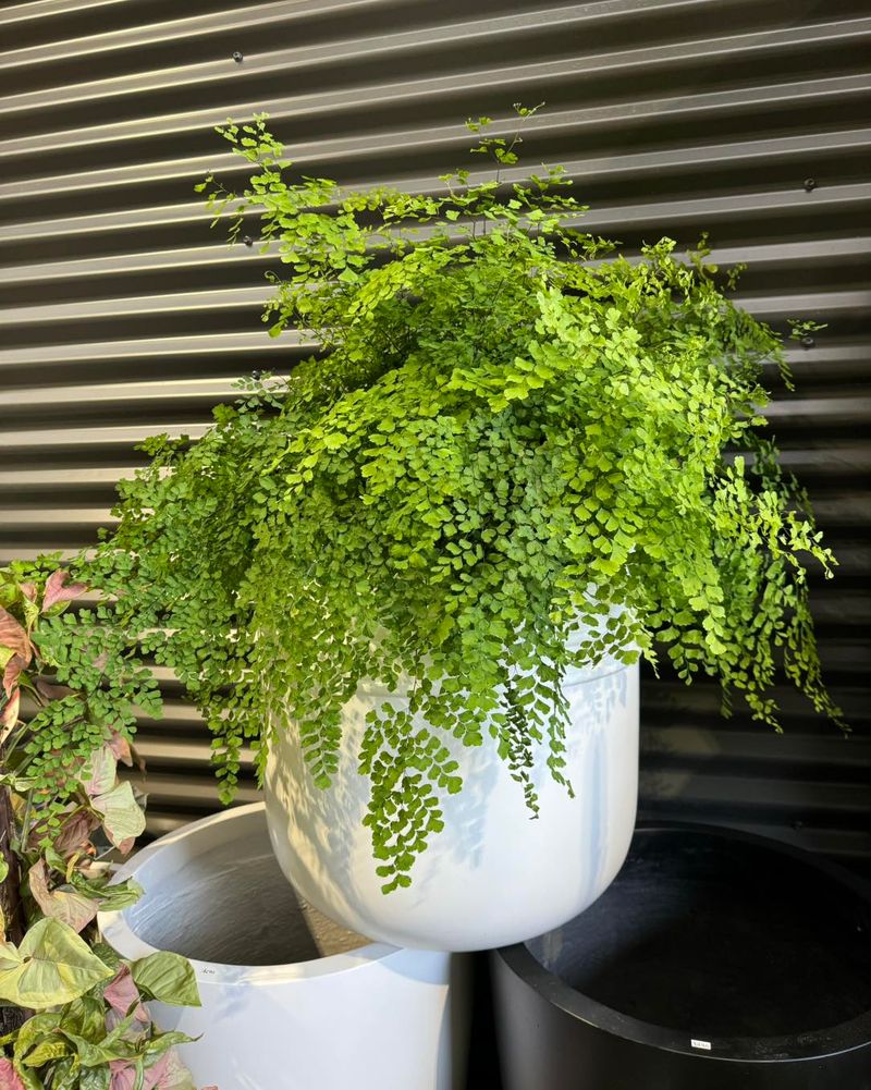 Maidenhair Fern