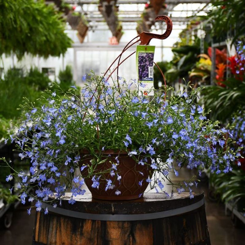 Trailing Lobelia