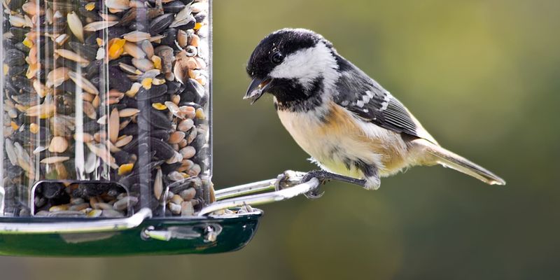 Maintaining Bird Feeders