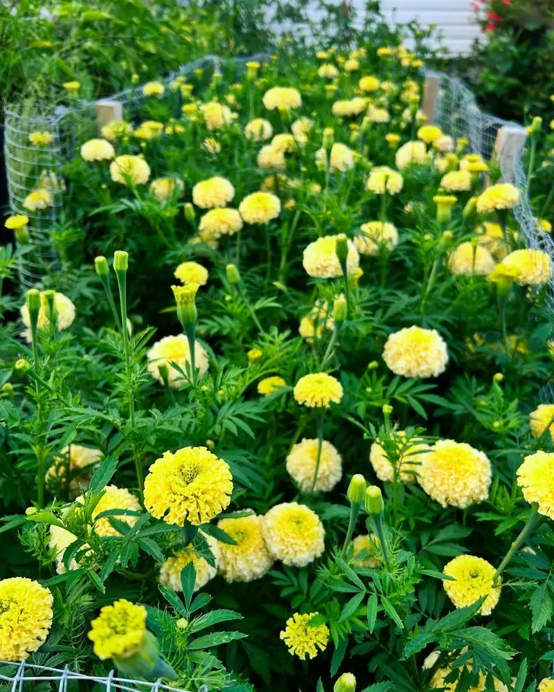 Majestic Marigolds