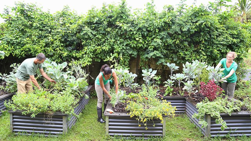 Participating in Community Gardening