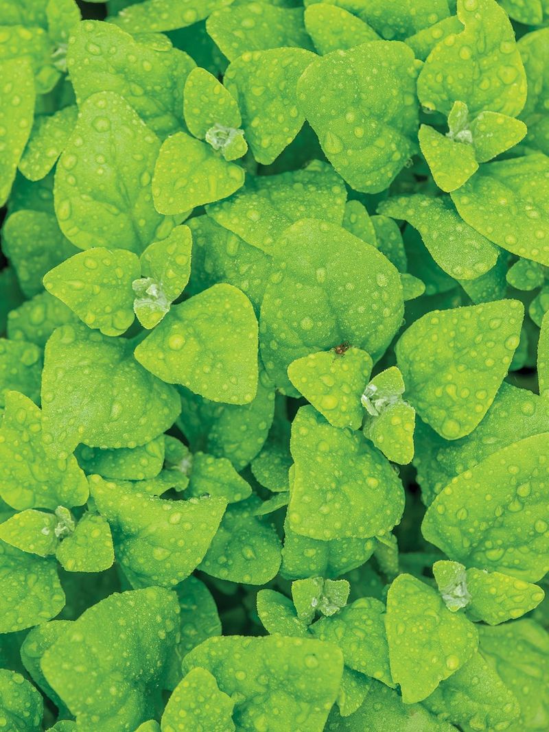 New Zealand Spinach