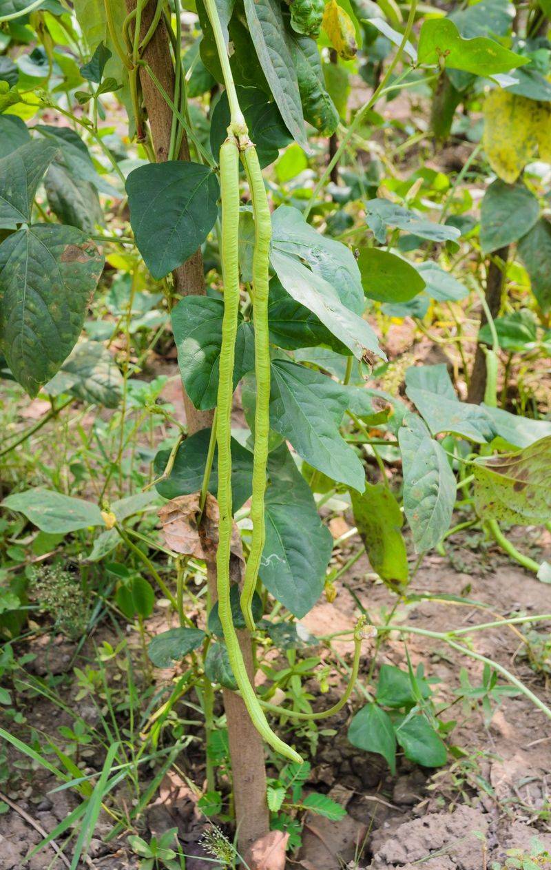 Yardlong Beans