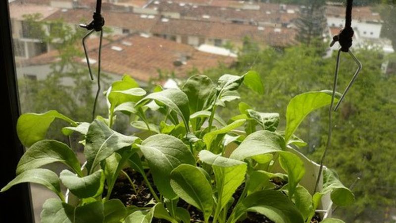 Manage Water Stress