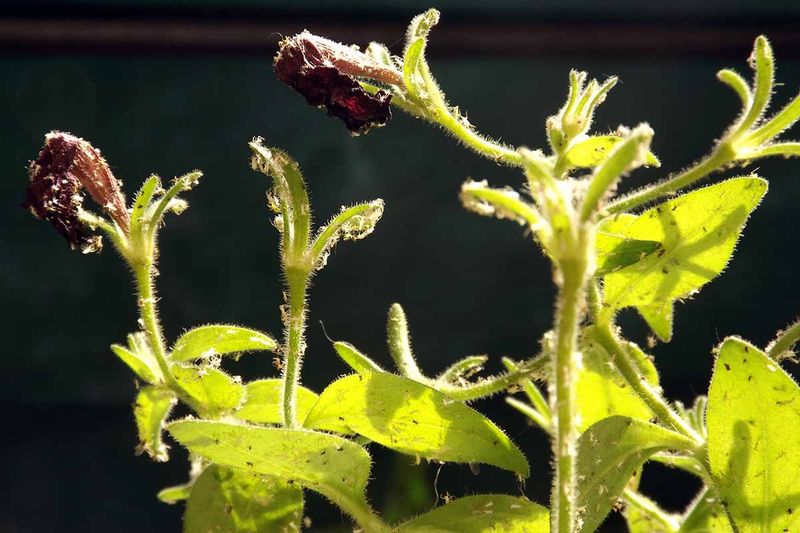 Managing Pests and Diseases