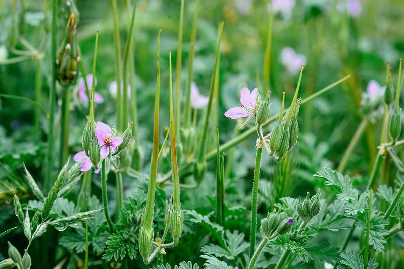 Managing Weeds and Pests