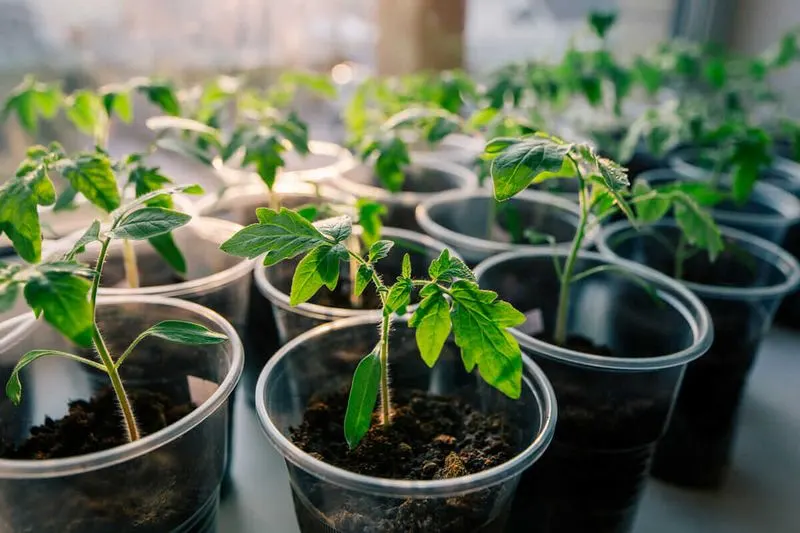 Tomato Seedling Cultivation