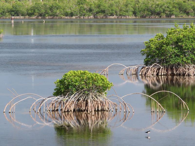 Mangrove