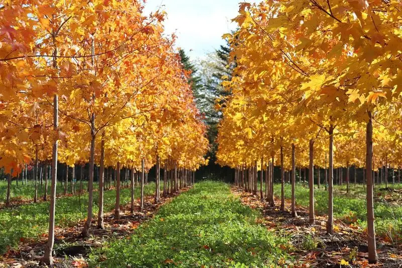 Maple Tree