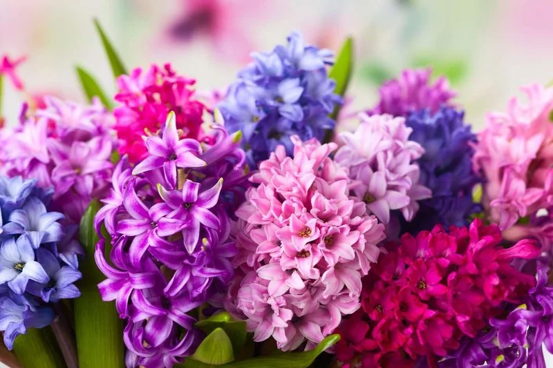 March: Hyacinth
