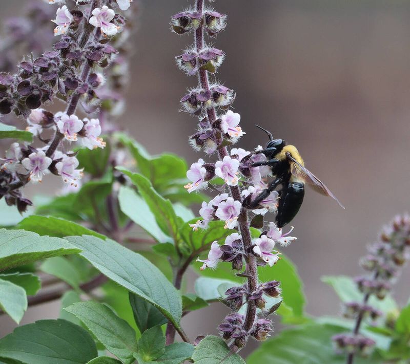 Basil