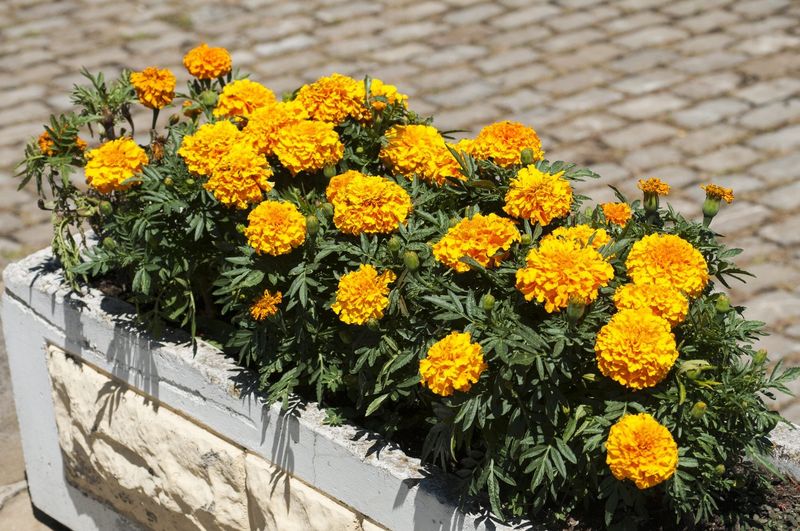 Marigold