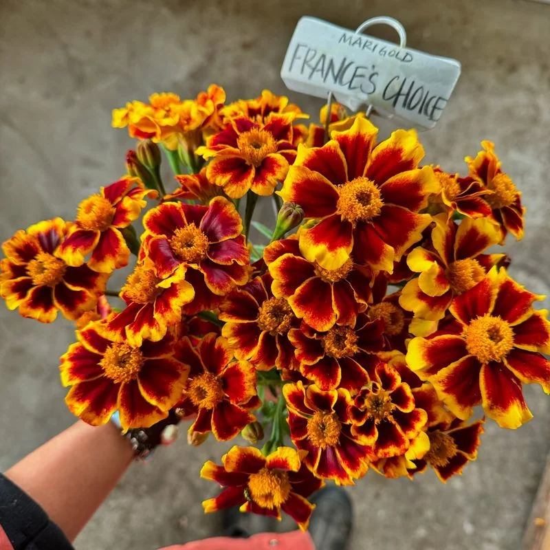 Marigold