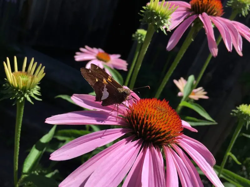 Coneflower