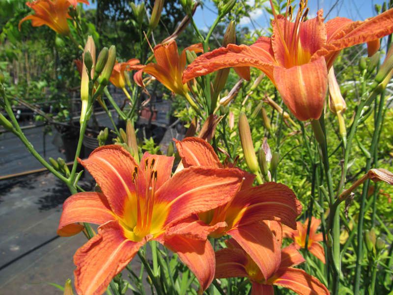 Daylily