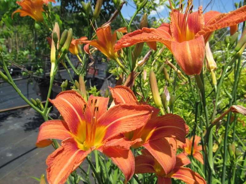 Daylily