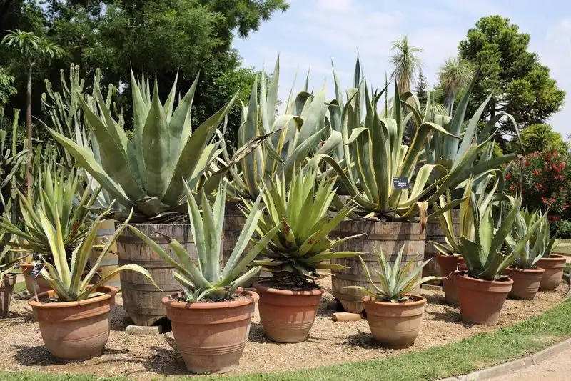 Agave