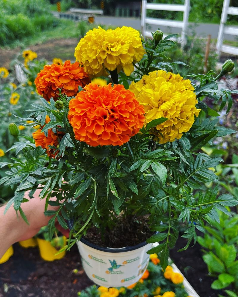 Marigold