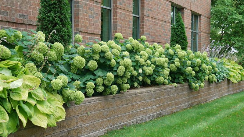 Hydrangea