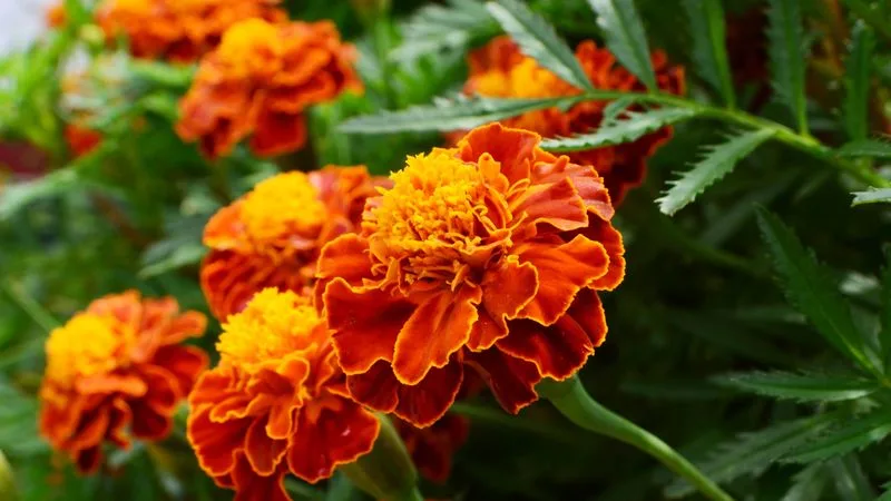 Marigold