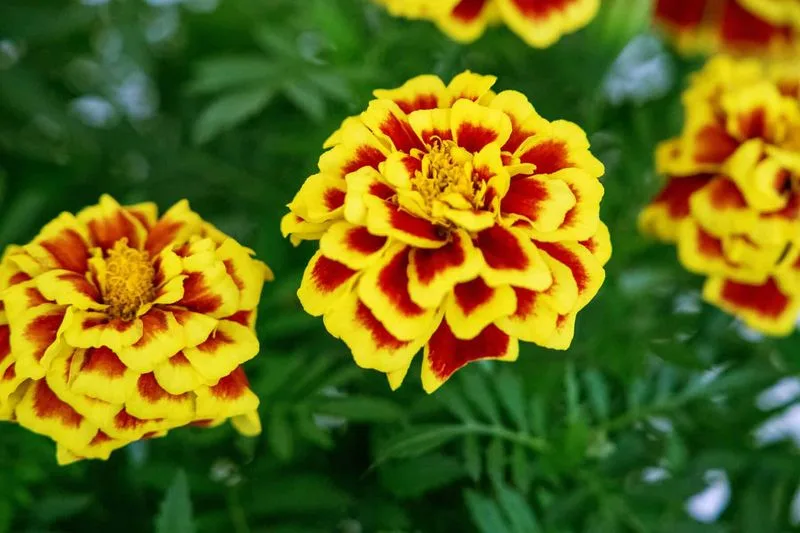 Marigold