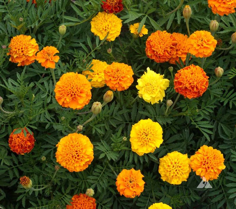 Marigold
