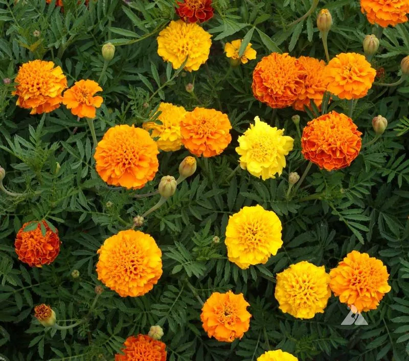 Marigold