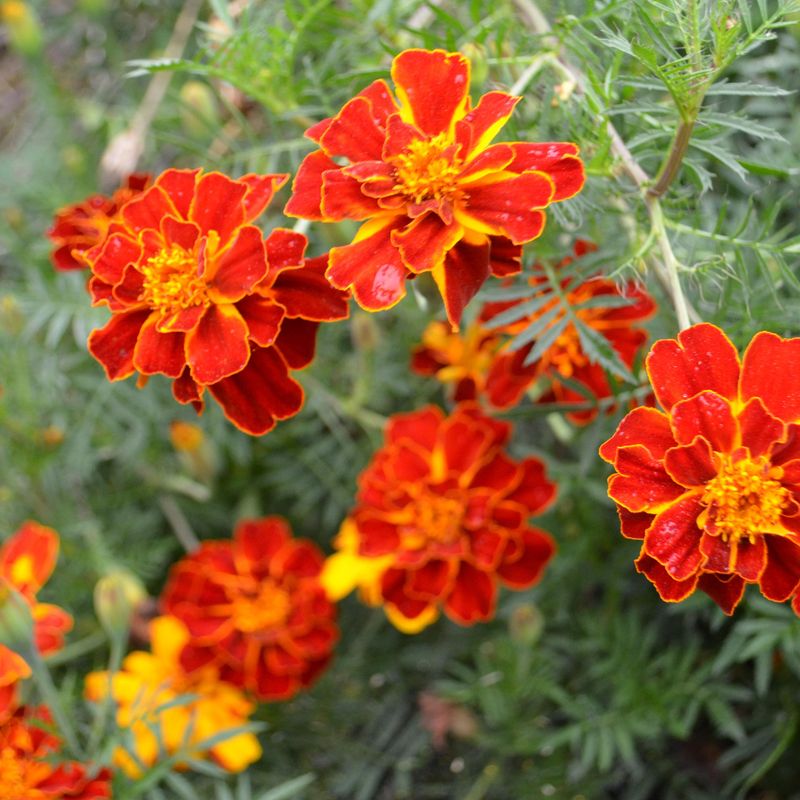 Marigold