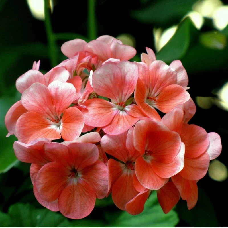 Geranium