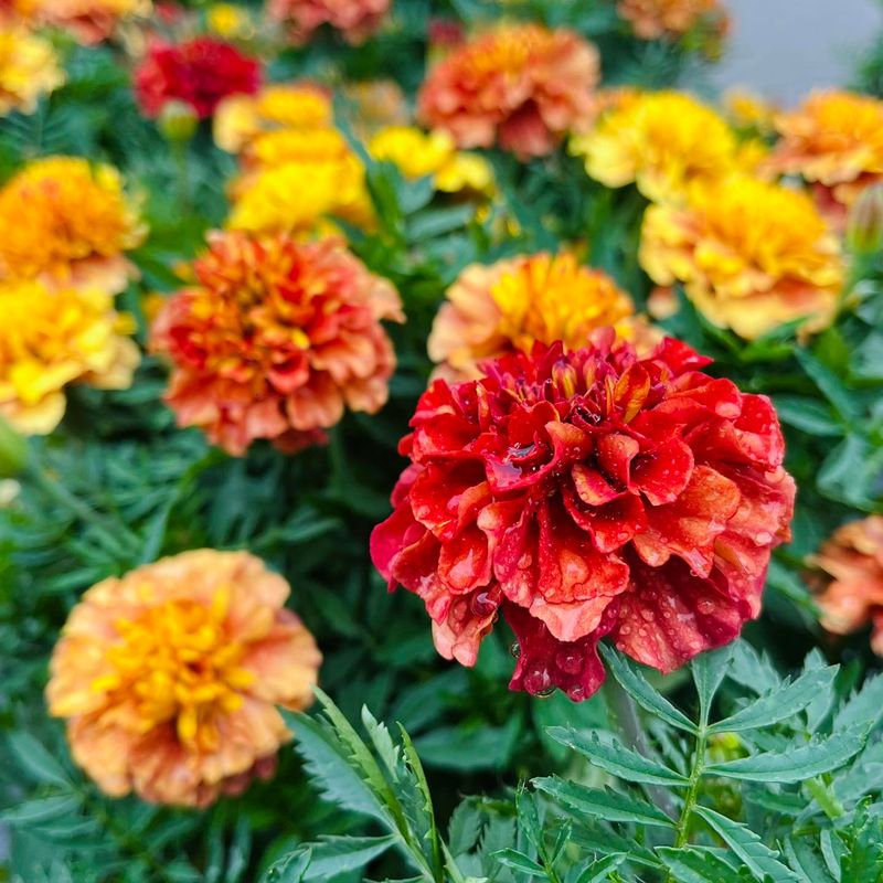 Marigold Cabbage