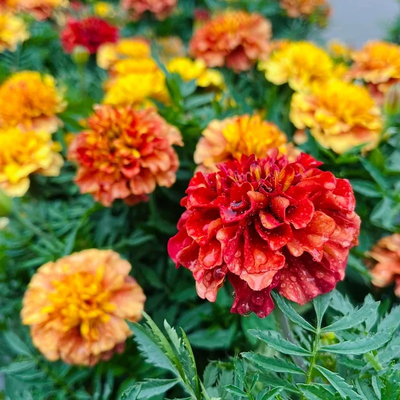 Marigold Cabbage