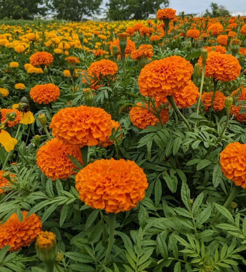 Marigold