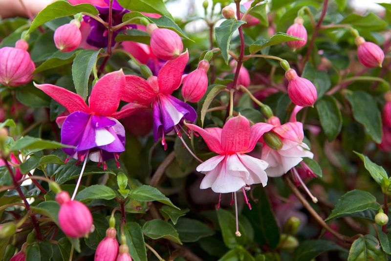 Fuchsias