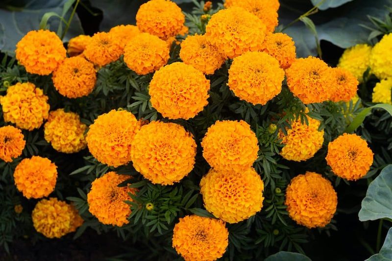 Marigolds