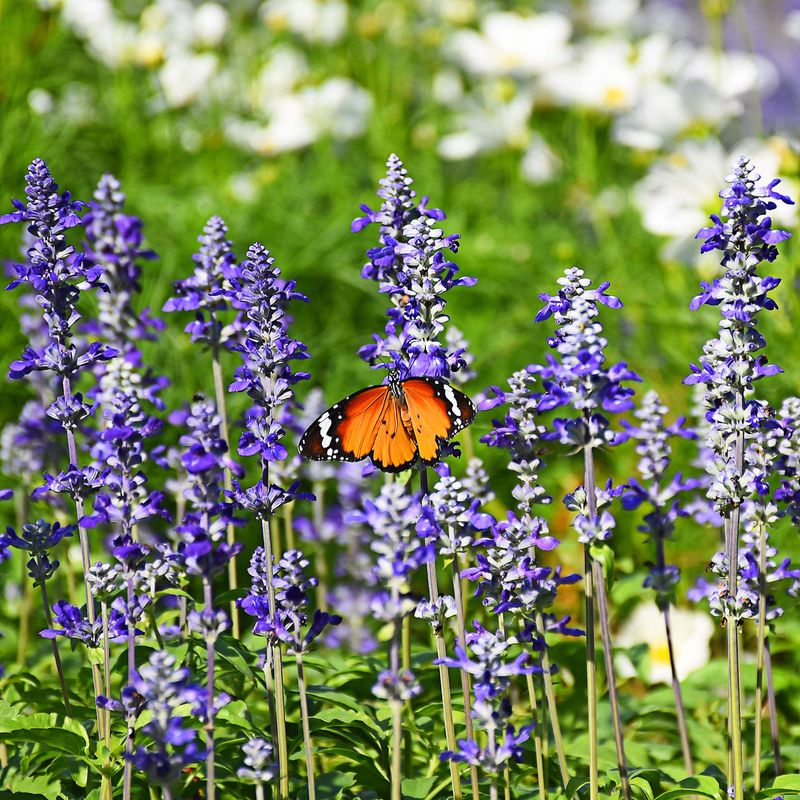 Salvia