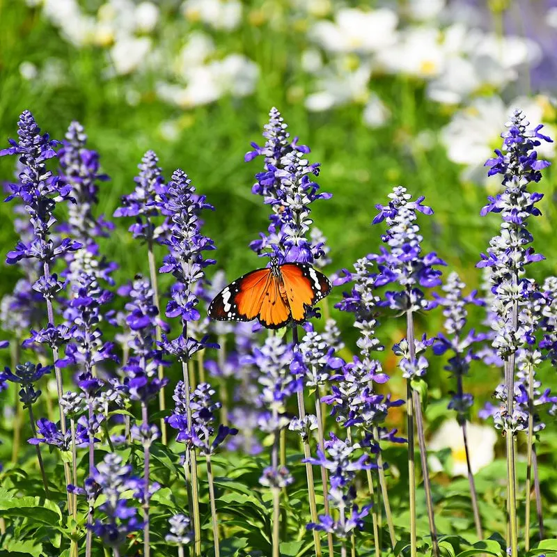 Salvia