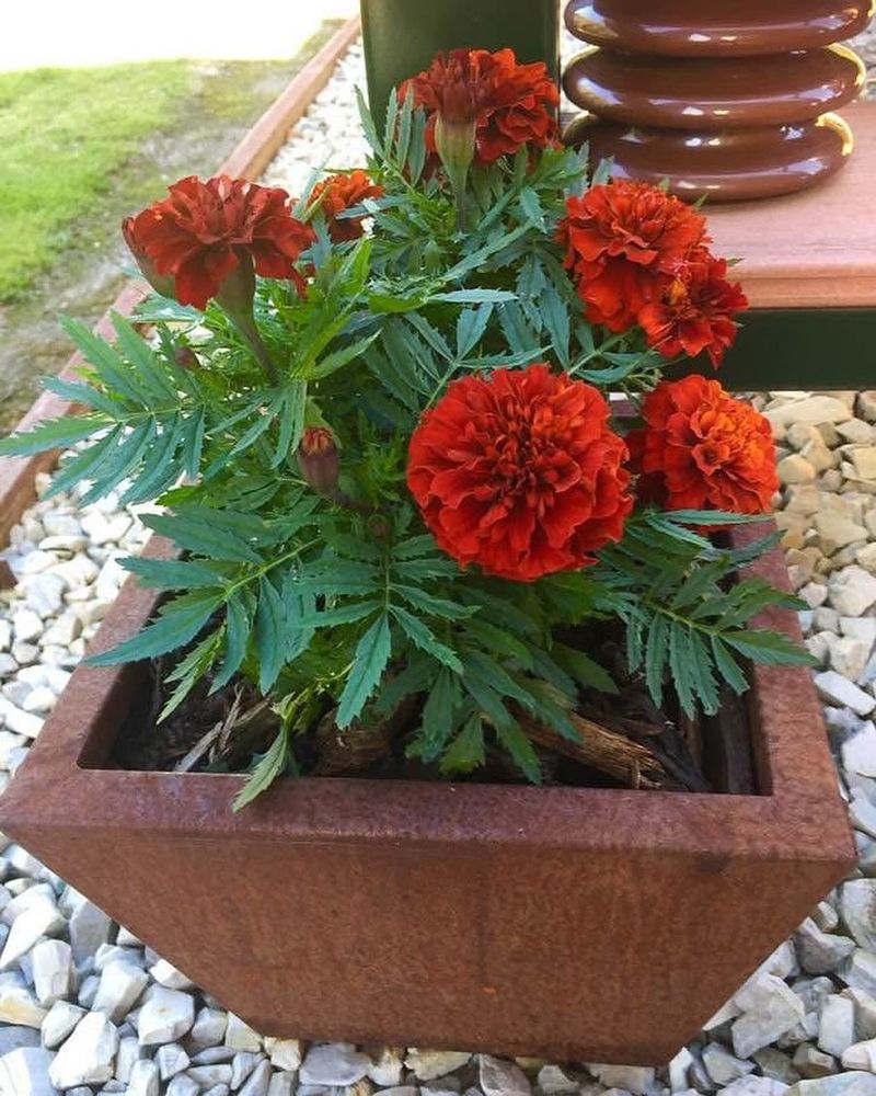 Marigolds