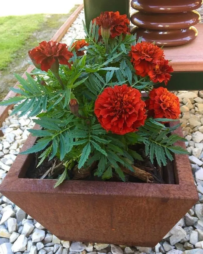 Marigolds