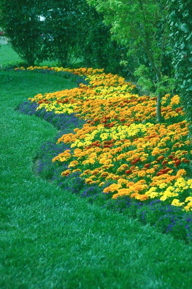 Marigolds