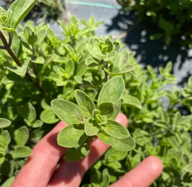 Marjoram
